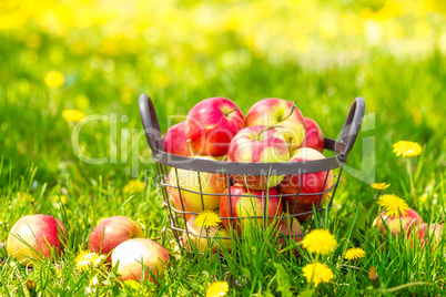 Red healthy organic apples in basket on green  grass in garden, harvest