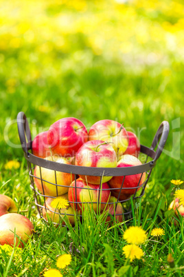 Red healthy organic apples in basket on green  grass in garden, harvest