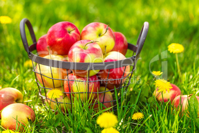 Red healthy organic apples in basket on green  grass in garden, harvest