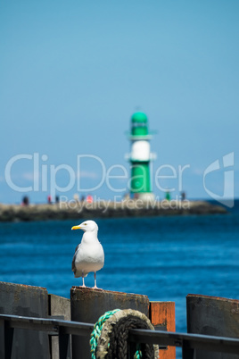 Eine Möwe und die Mole in Warnemünde