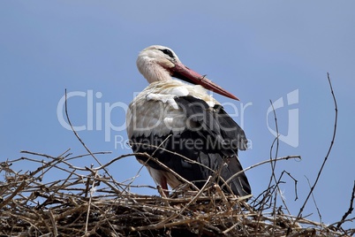 Weißstorch im Nest