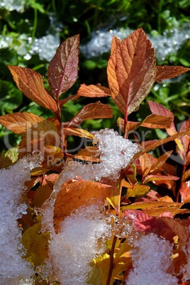 Herbstblätter und Neuschnee