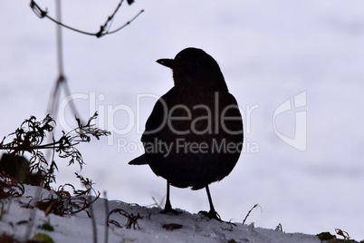 Amsel im Schnee