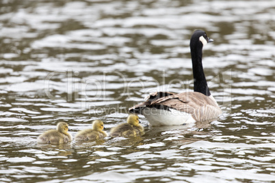 Canada Goose with Goslings (Branta Canadensis) Wading in formation.