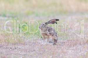 Alert Black-tailed Jackrabbit (Lepus californicus).