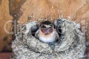 Barn Swallow - Hirundo rustica, Adult Female.