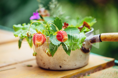 Bouquet of strawberries