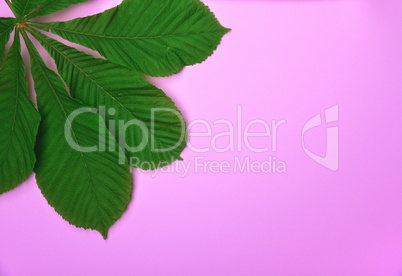 Green leaves of chestnut on a pink surface