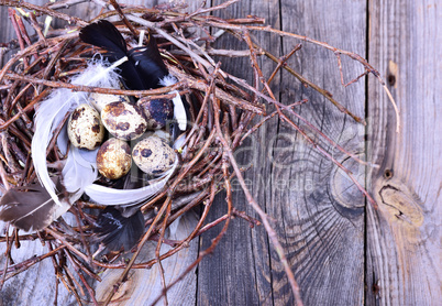Group of quail eggs in a nest of twigs on a gray wooden surface