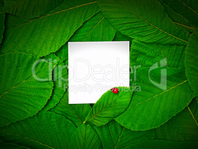 small white blank sheet among the green leaves of the chestnut