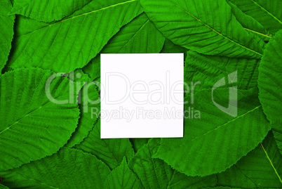 White empty leaf among green leaves of chestnut