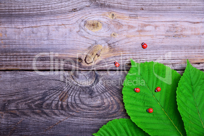 Green leaves of chestnut in the corner on a gray wooden surface