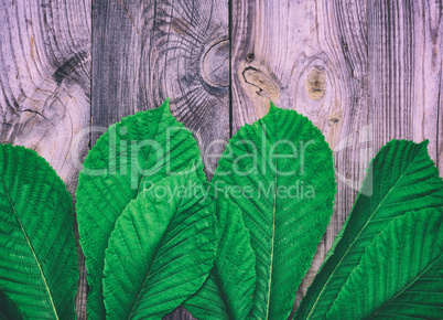 Green leaves of a chestnut tree on a gray wooden surface