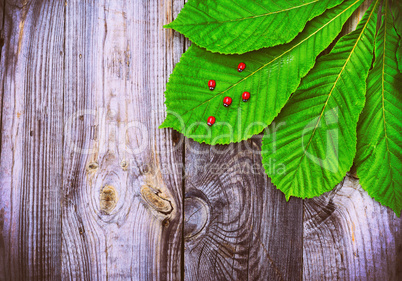 Vintage gray wooden background with a sheet of chestnut