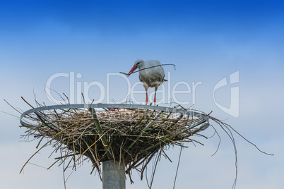 Zwei Störche auf dem Nest