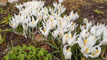 White crocuses in the spring