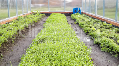 Seedlings in the greenhouse in the spring