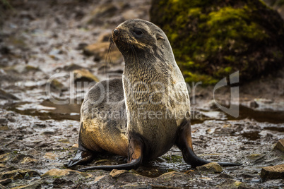 Antarctic fur seal lying beside mossy rock
