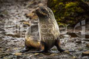 Antarctic fur seal lying beside mossy rock
