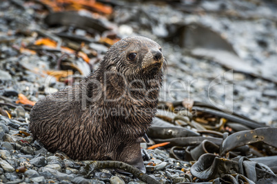 Antarctic fur seal on shingle and seaweed