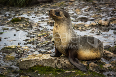 Antarctic fur seal lying on moss-covered rocks