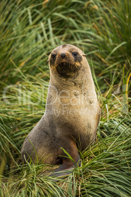 Antarctic fur seal seated in tussock grass