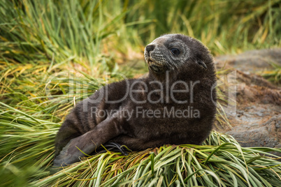 Antarctic fur seal pup on grass tussock