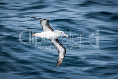 Black-browed albatross gliding over deep blue waves
