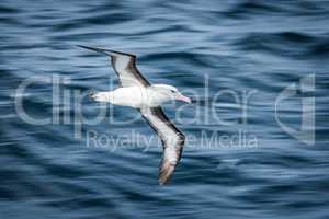 Black-browed albatross gliding over deep blue waves