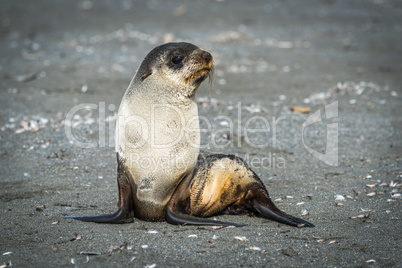 Antarctic fur seal sits on sandy beach