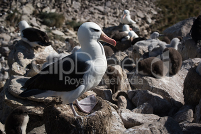 Black-browed albatross standing on nest in colony