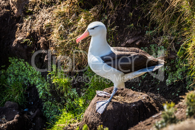 Black-browed albatross standing on nest on cliff