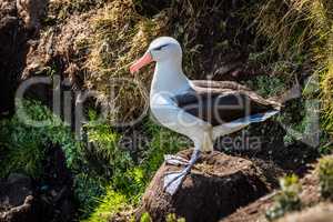 Black-browed albatross standing on nest on cliff