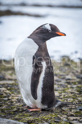 Gentoo penguin turning head on shingle beach