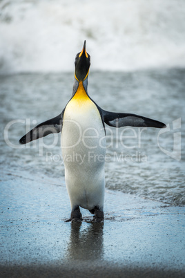 King penguin flapping flippers on wet beach