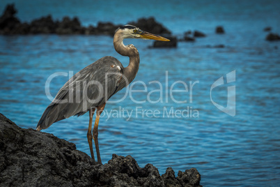 Great blue heron looking out to sea