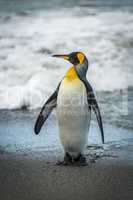 King penguin on beach with head turned