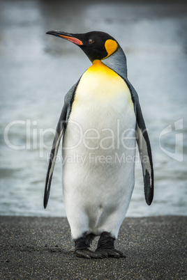 King penguin on beach with water behind