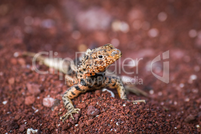 Lava lizard on pile of red sand