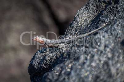 Lava lizard perched on rock in sunshine