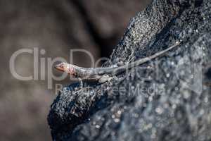 Lava lizard perched on rock in sunshine