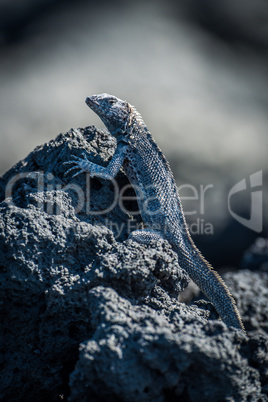 Lava lizard perched vertically on black rock