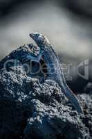 Lava lizard perched vertically on black rock
