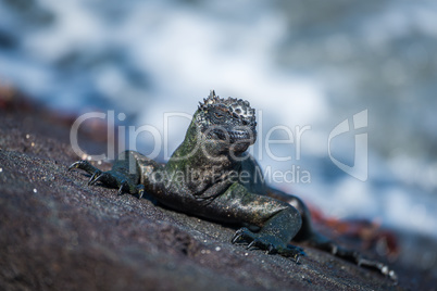 Marine iguana and several Sally Lightfoot crabs