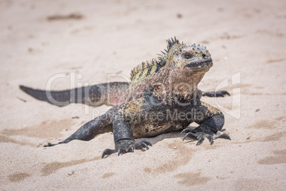 Marine iguana sunbathing on white sand beach