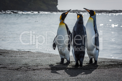 Three king penguins stretching necks on beach