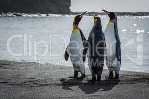 Three king penguins stretching necks on beach