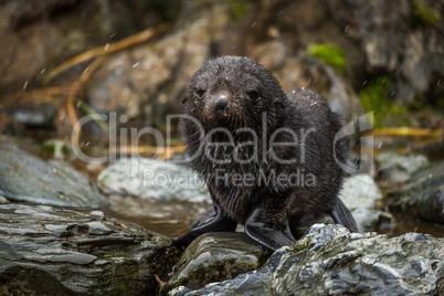 Wet Antarctic fur seal pup in snow