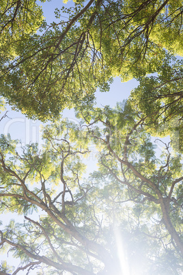 Bright sunlight passing through the trees