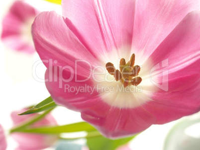 Pink tulip close up